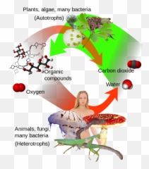 Auto - Plant And Animal Immune System Emoji,Parrot Emoji