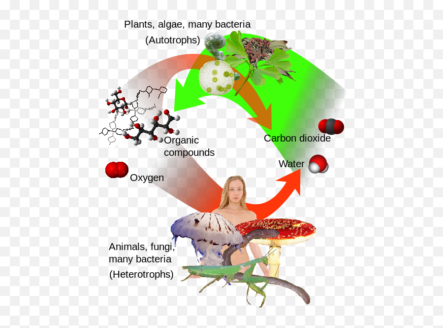 Auto - Plant And Animal Immune System Emoji,Parrot Emoji