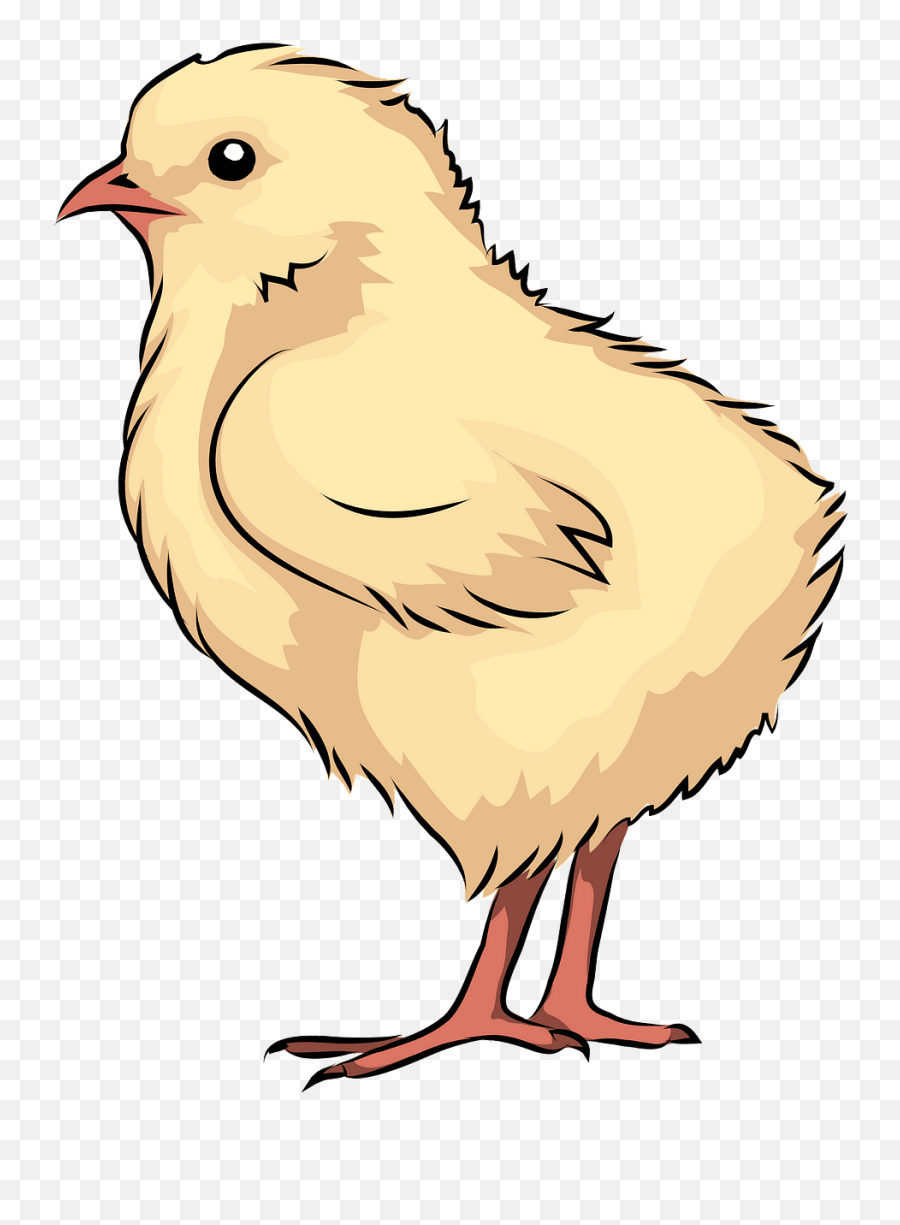 Free Chick Cliparts Download Free Clip Art Free Clip Art - Clip Art Chick Emoji,Baby Chicken Emoji