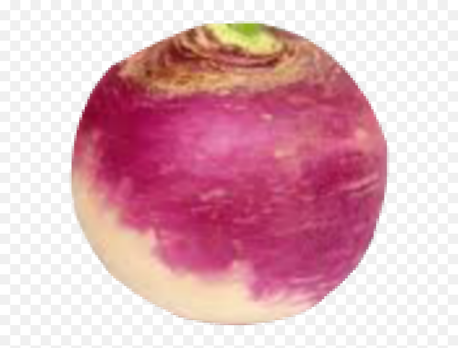 Popular And Trending - Imagen De Nabo Fondo Blanco Emoji,Turnip Emoji