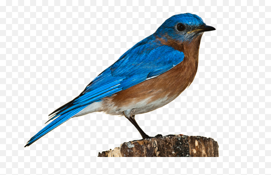 Resources U2013 19 Forward - Blue Bird White Background Emoji,Blue Bird Emoji