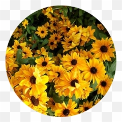 Download Yellow Flowers Png Tumblr PNG u0026 GIF BASE - Stickers Aesthetic Emoji