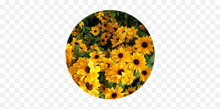 Download Yellow Flowers Png Tumblr Png U0026 Gif Base - Yellow Stickers Aesthetic Png Emoji,Flower Emoji Tumblr