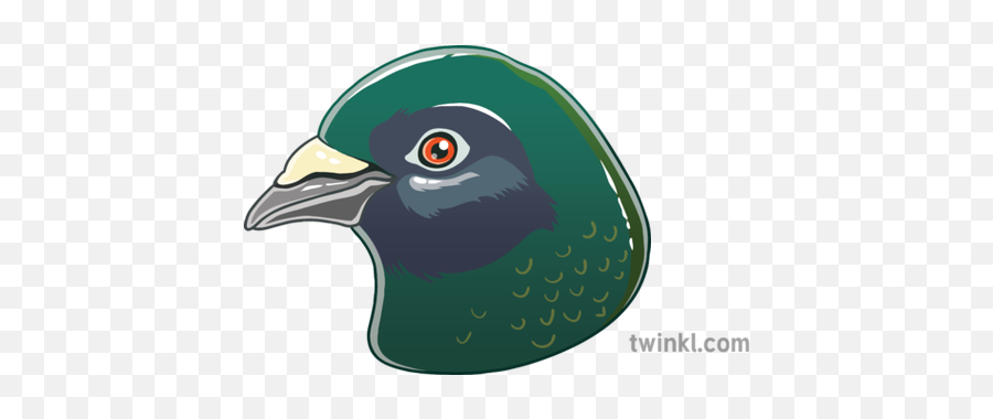 Newsroom Emoji Pigeon Bird Ks2 Illustration - Illustration,Bird Emoji
