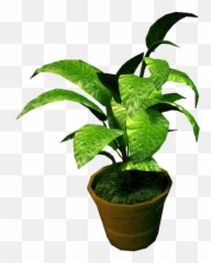 Potted Plant Transparent Png Clipart - Transparent Background Potted Plants Png Emoji,Potted Plant Emoji