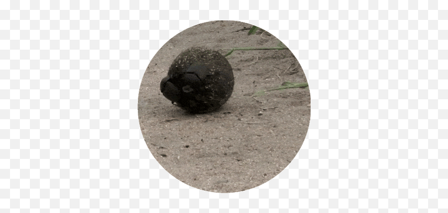 Top Dung Beetle Stickers For Android U0026 Ios Gfycat - Dung Beetle Emoji,Beetle Emoji