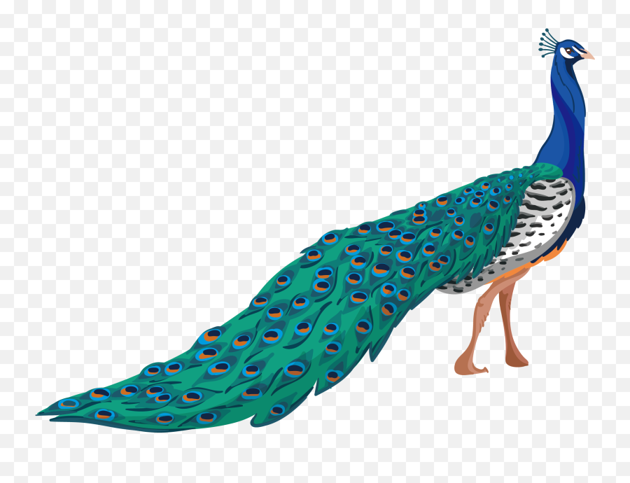 Peafowl Adobe Illustrator - Peacock Illustration Emoji,Peacock Emoticon