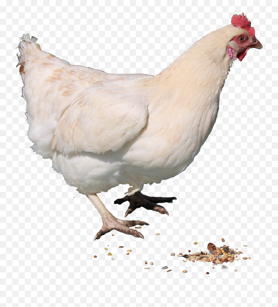 White Chicken Png Image Clipart - Chicken Png Transparent Emoji,Hen Emoji