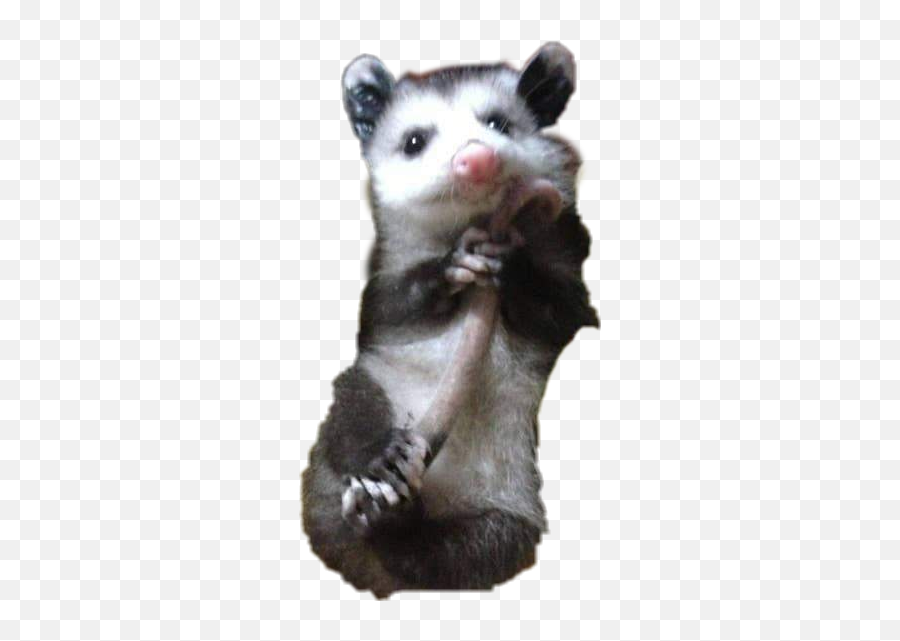Possum Babypossum Opossum - Baby Possum Holding Tail Emoji,Possum Emoji