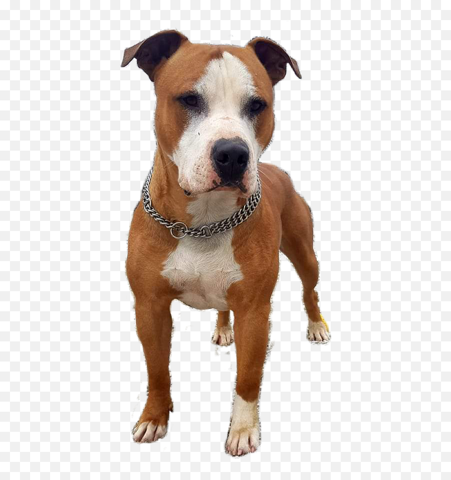 Pitbull Sticker - Martingale Emoji,Pitbull Emoji