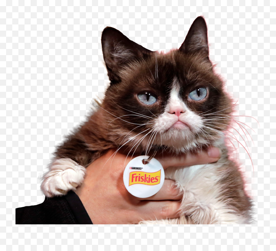 Internet Sensation Grumpy Cat Dies - Grumpy Cat Emoji,Bison Emoji