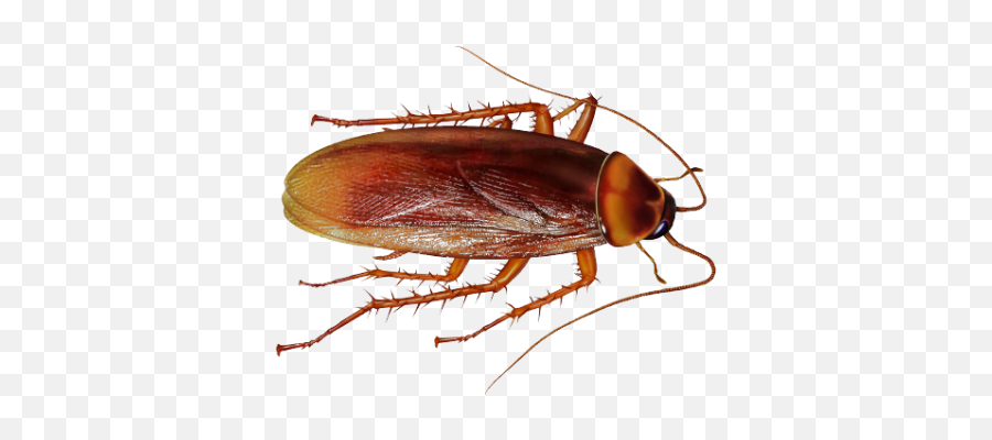 Search For - Cockroach And And Mosquito Emoji,Roach Emoji