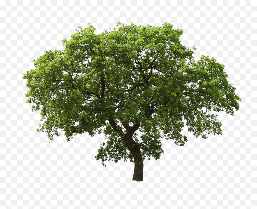 10 Green Tree Pics To Free Download On Animal Maker - Transparent Background Tree Png Emoji,Emoji Horse And Plane