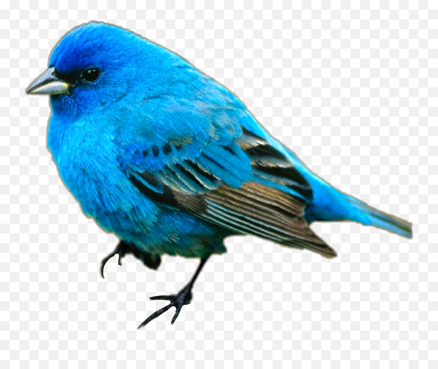Ftestickers Petsandanimals Bird Bluebird - Blue Bird With Name Emoji,Bluebird Emoji