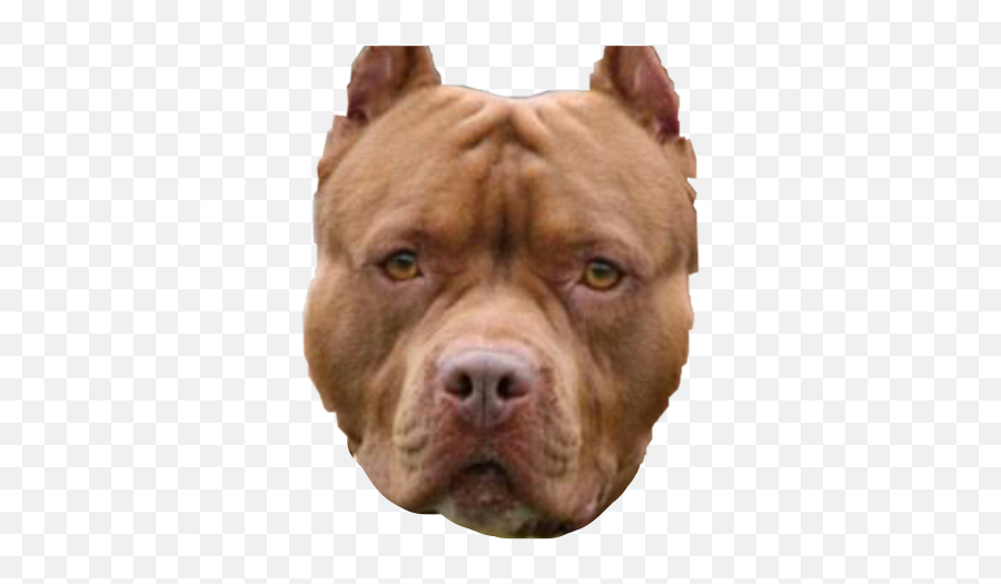 Pitbull Freetoedit - Pitbull Lovers Emoji,Pit Bull Emoji