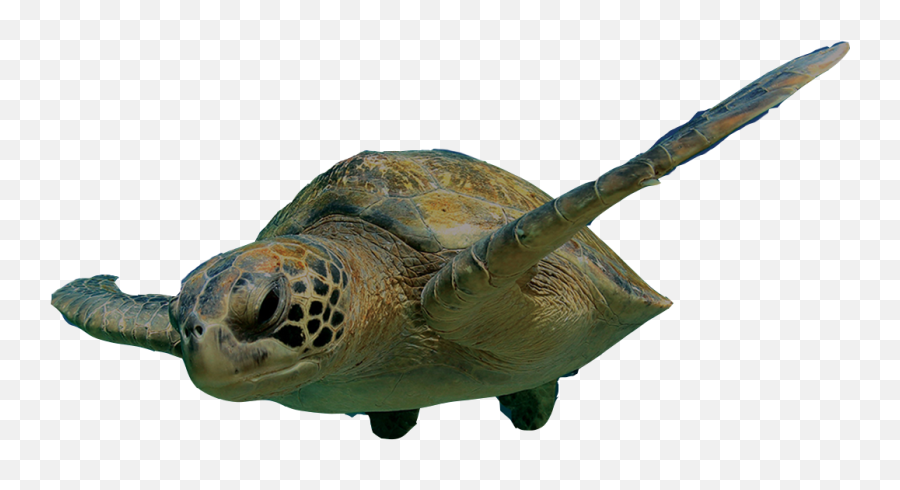 Turtle Swimming Png U0026 Free Turtle Swimmingpng Transparent - Turtle Swimming Png Emoji,Sea Turtle Emoji