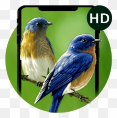 Beauty Birds Live - Birds Emoji,Bluebird Emoji