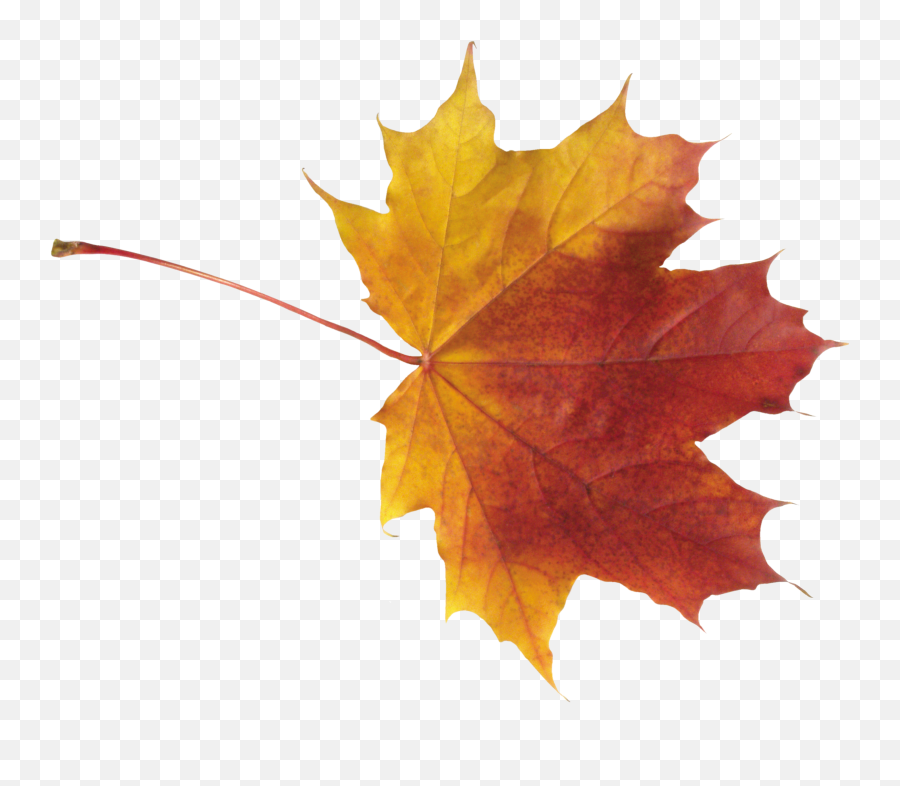 Fall Leaf Png - Autumn Maple Leaf Png Emoji,Autumn Leaf Emoji