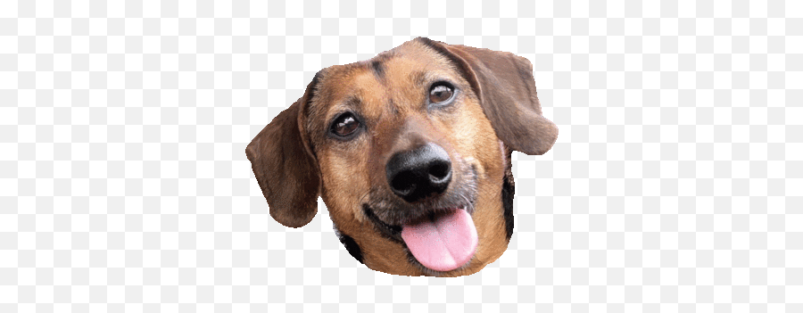 Dog Love Sticker By Chummy Chum Chums For Ios U0026 Android - Collar Emoji,Beagle Emoji