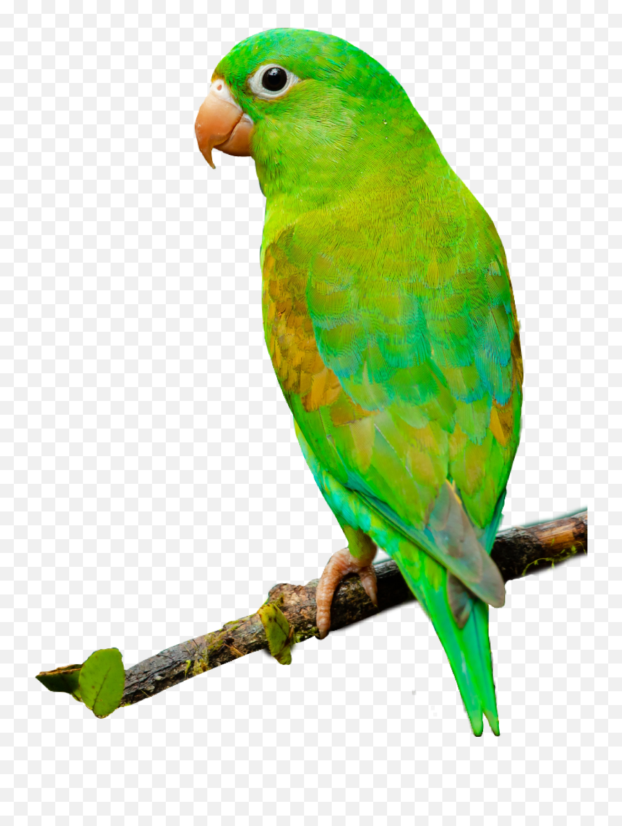 Green Sideway Sideways Bird Sticker By Thesweetness2 - Parrot Images Without Background Emoji,Looking Sideways Emoji