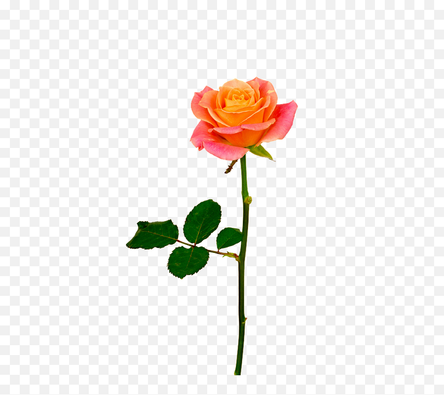 1 Free Orange Rose Rose Images - Transparent Orange Rose Png Emoji,Colours That Represent Emotions