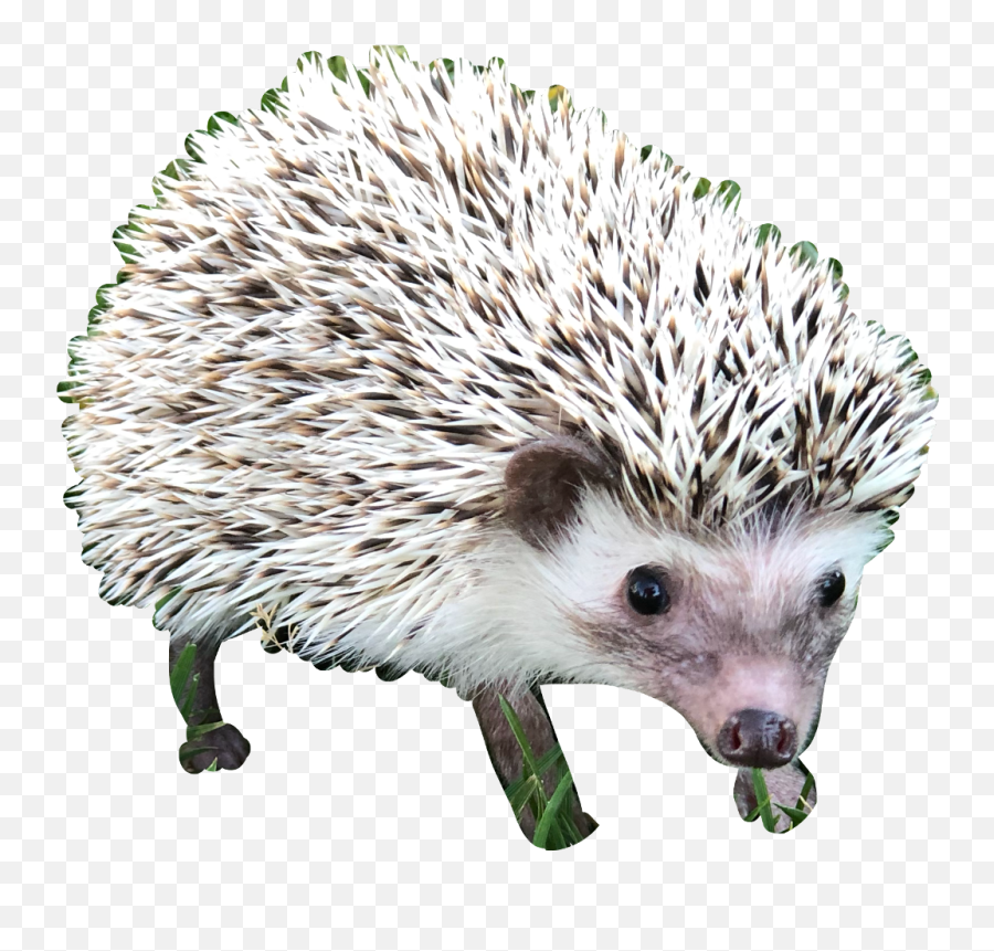 Hedgehog Hedgehogs Cute Animal Porcupine Freetoedit - Domesticated Hedgehog Emoji,Hedgehog Emoji