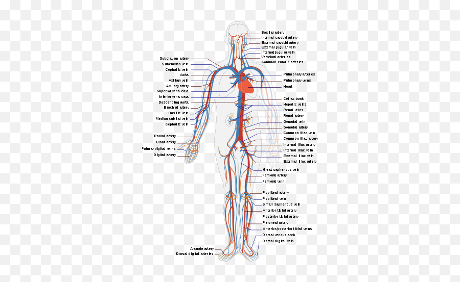 Circulatory System En - Circulatory System Diagram Emoji,Shrug Shoulders Emoji