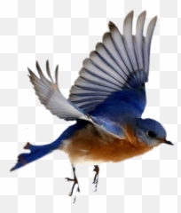 Bluebird - Jay Emoji,Bluebird Emoji