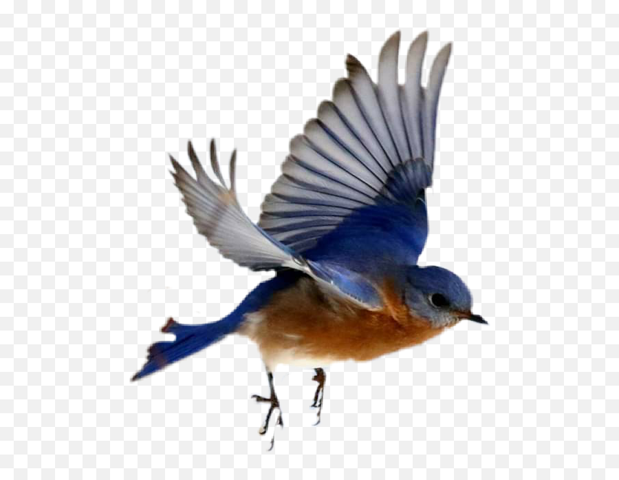 Bluebird - Jay Emoji,Bluebird Emoji