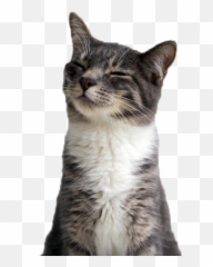 Funny Cat Png Emoji