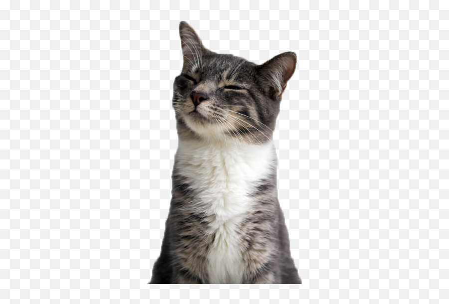 Funny Cat Png Emoji,Birthday Cat Emoji