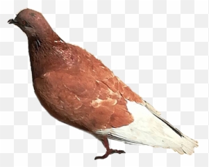 art nature photography Sticker by blackwinter - Quail Emoji