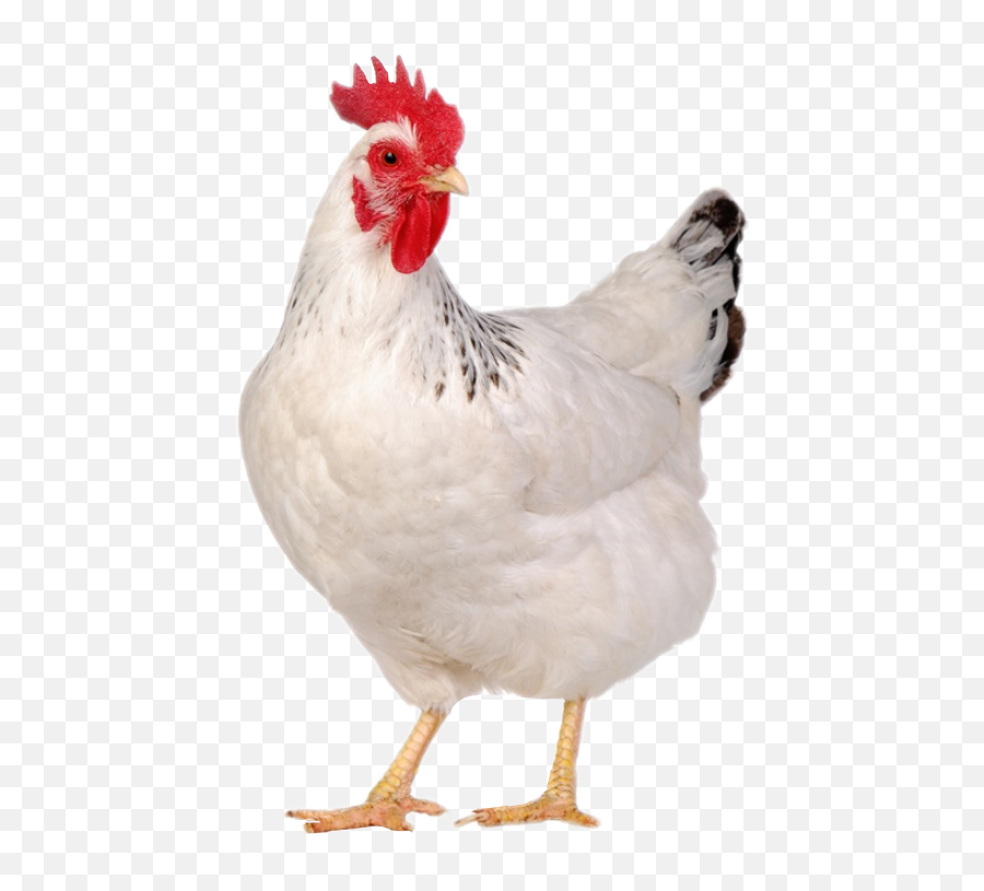 Popular And Trending Hen Stickers - Chicken Animal Emoji,Hen Emoji