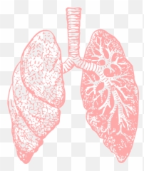 Lungs Png - Clipart Transparent Emoji