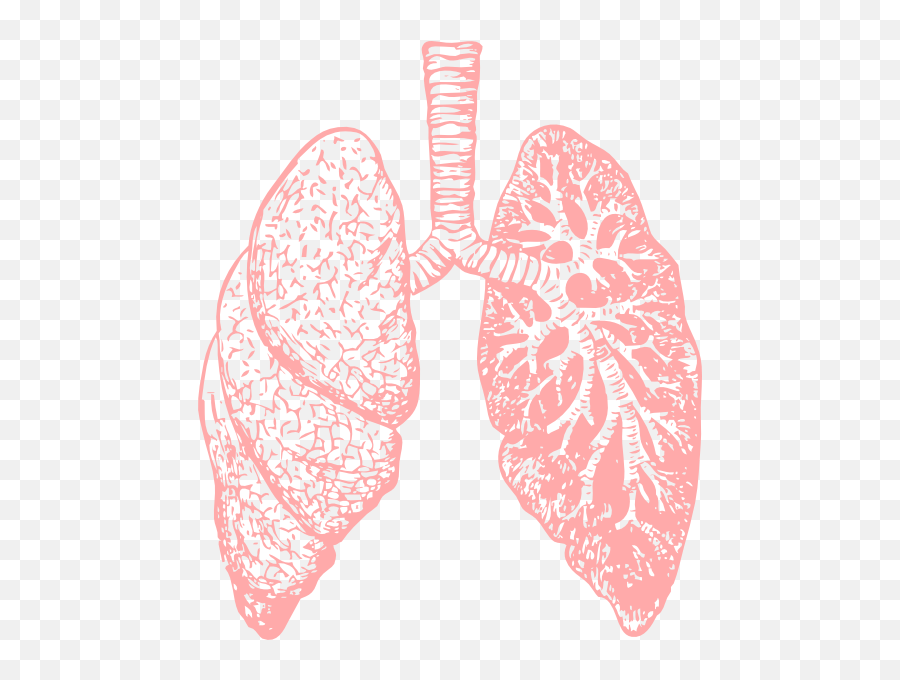 Lungs Png - Lung Clipart Transparent Emoji,Two Pink Hearts Emoji