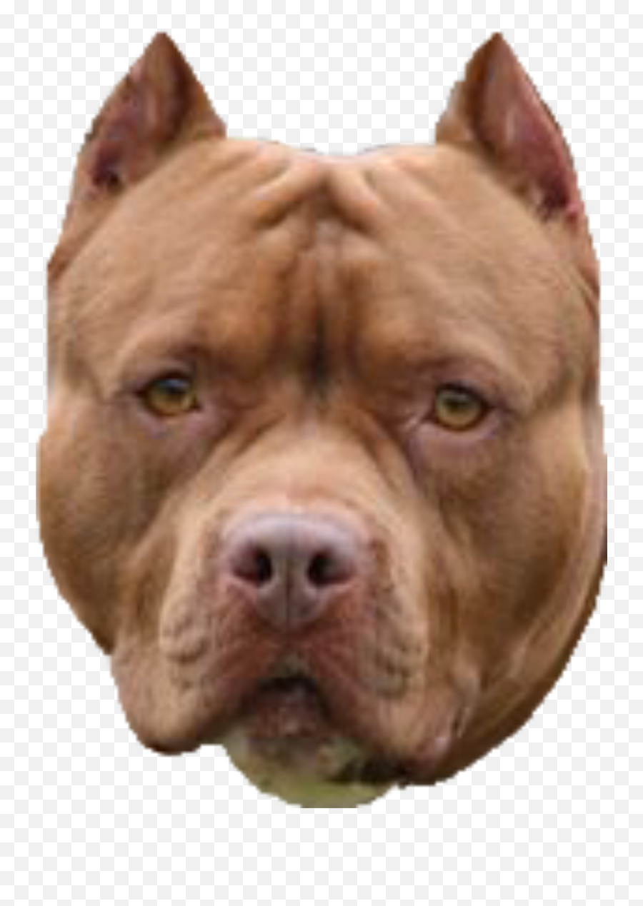 Freetoedit Pitbull Pitbullhead Brown - Pit Bull Emoji,Pit Bull Emoji