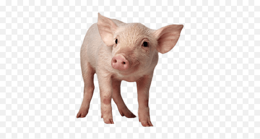 Pig Png Images Cartoon Pig Baby Pig Clipart - Free Pig Png Emoji,Boar Emoji