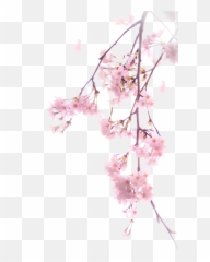 Cherry Png Images Blossom Transparent Free Download - Real Emoji