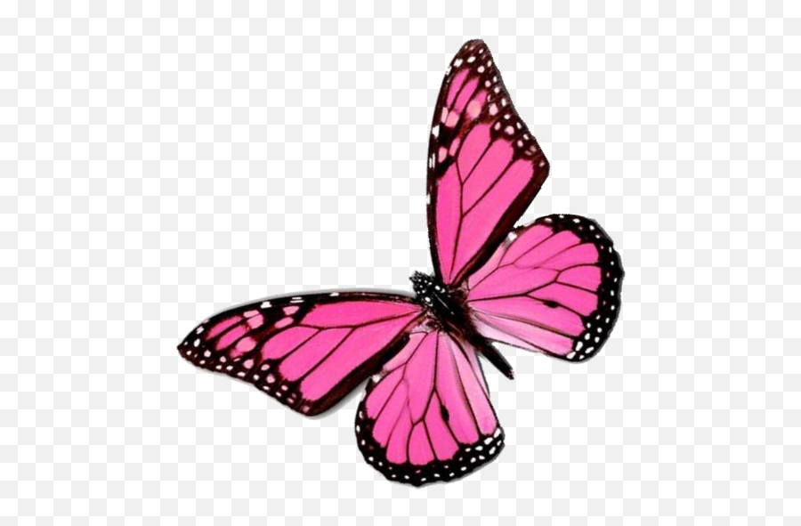 Download Pink Butterfly Png Png Image With No Background - Monarch Butterfly White Background Emoji,Butterfly Emoji