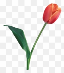 Tulip - Tulip Real Flower Png Emoji,Tulip Emoji