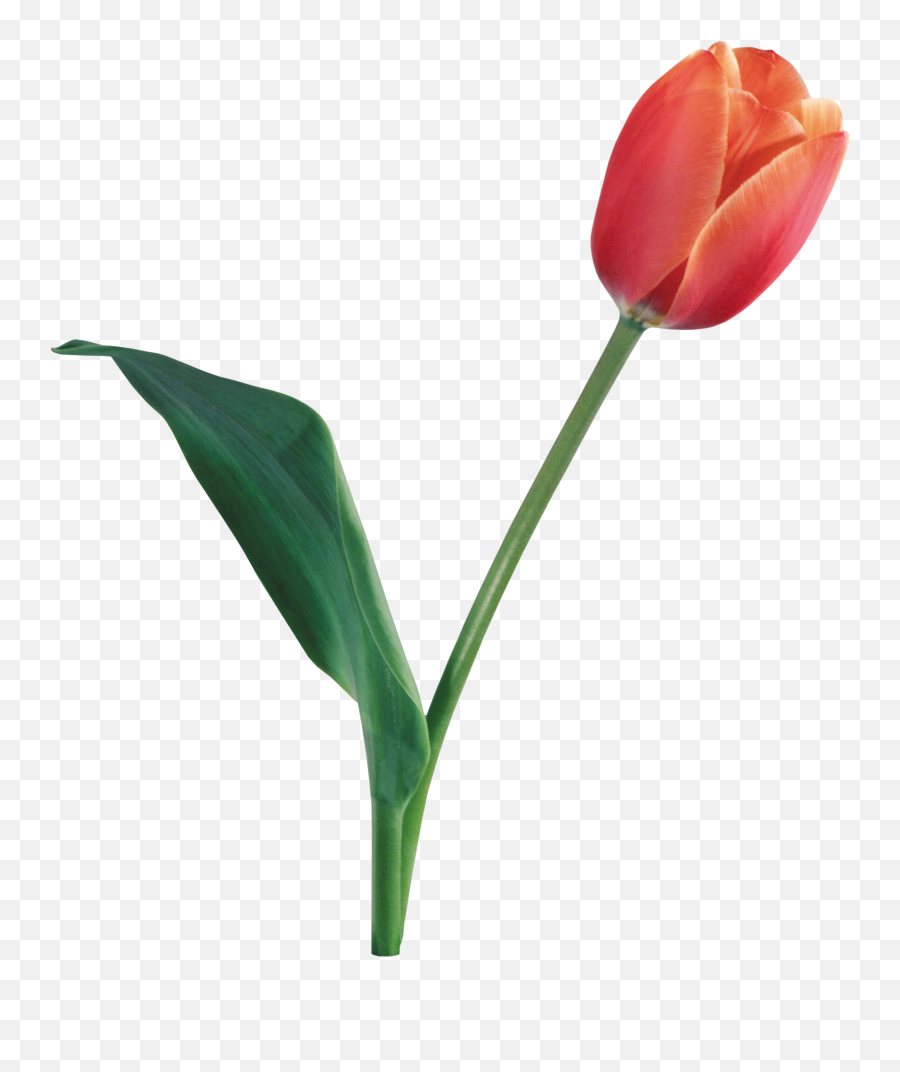 Tulip - Tulip Real Flower Png Emoji,Tulip Emoji