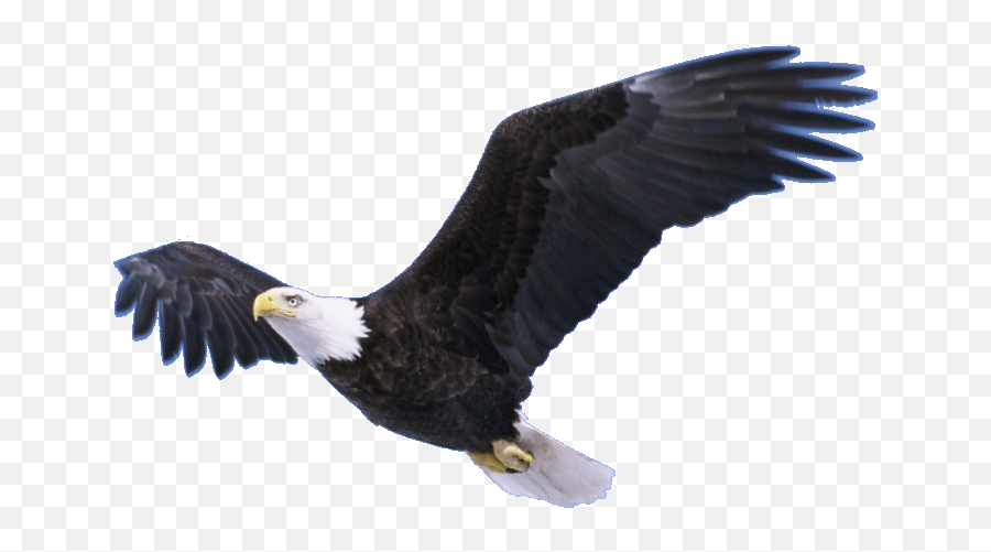 Bald Eagle Png Pic Png Svg Clip Art - Flying Eagle Transparent Emoji,Bald Eagle Emoji