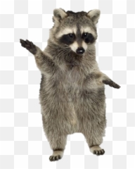 Raccoon Scraccoon Racoon Racon - Raccoon Transparent Png Emoji,Raccoon Emoji