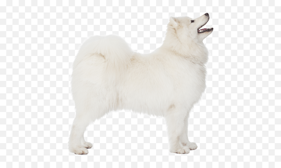 Samoyed Png - Ancient Dog Breeds Emoji,Emoji Covering Eyes