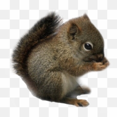 Largest Collection Of Free - Wallpaper Emoji,Squirrel Emoji