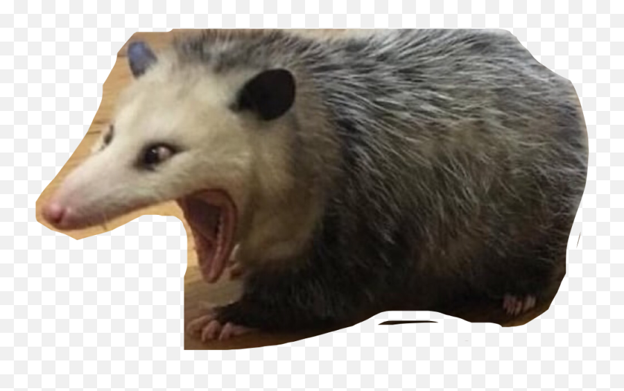 Possum Memes Opossum Freetoedit - Opossum Eating Ranch Emoji,Possum Emoji