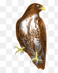 Hawk Clipart Transparent Background - Png Emoji