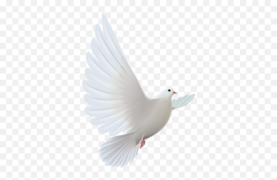 Free Png Images - Dove With Transparent Background Emoji,Dove Emoji Keyboard