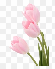 Pin - Imagenes De Tulipanes Rosados Emoji,Tulip Emoji