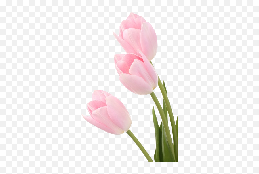 Pin - Imagenes De Tulipanes Rosados Emoji,Tulip Emoji